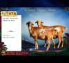 2 X PERSIE PREGNANT EWE CDP Safari's (Per animal to take the lot)