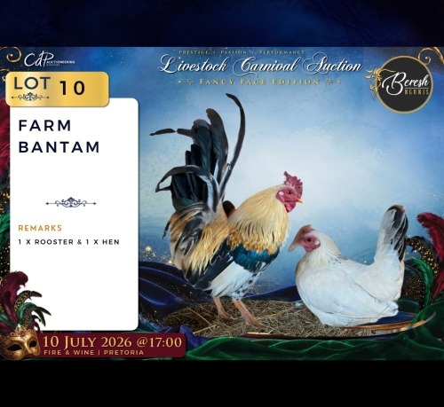2 X PLAAS KAPOKKIES ROOSTER & HEN Beresh Ngunis (Per animal to take the lot)