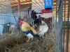 2 X PLAAS KAPOKKIES ROOSTER & HEN Beresh Ngunis (Per animal to take the lot) - 2
