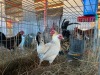 2 X PLAAS KAPOKKIES ROOSTER & HEN Beresh Ngunis (Per animal to take the lot) - 3