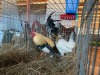 2 X PLAAS KAPOKKIES ROOSTER & HEN Beresh Ngunis (Per animal to take the lot) - 4