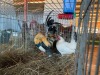 2 X PLAAS KAPOKKIES ROOSTER & HEN Beresh Ngunis (Per animal to take the lot) - 5