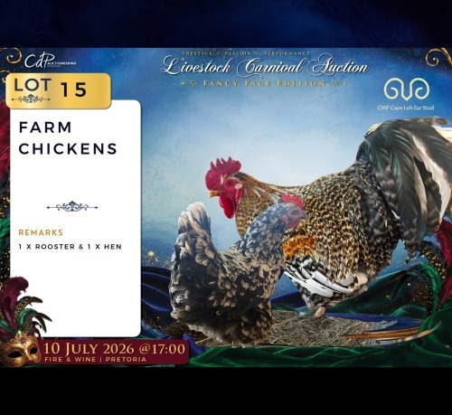 2 X FARM CHICKENS ROOSTER & HEN CMF Cape Lob Ear Stud (Per animal to take the lot)