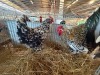 2 X FARM CHICKENS ROOSTER & HEN CMF Cape Lob Ear Stud (Per animal to take the lot) - 2