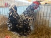 2 X FARM CHICKENS ROOSTER & HEN CMF Cape Lob Ear Stud (Per animal to take the lot) - 3