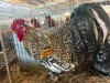 2 X FARM CHICKENS ROOSTER & HEN CMF Cape Lob Ear Stud (Per animal to take the lot) - 4