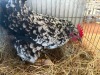 2 X FARM CHICKENS ROOSTER & HEN CMF Cape Lob Ear Stud (Per animal to take the lot) - 5