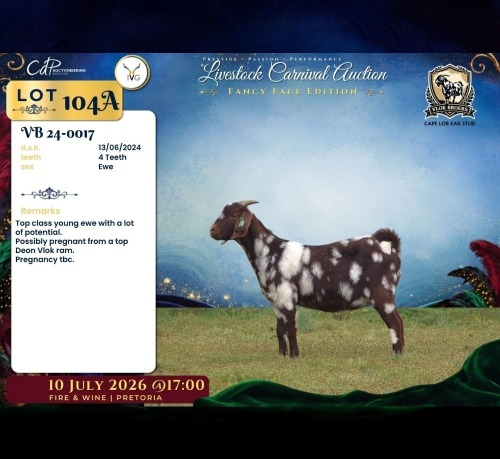1 X CAPE LOB EAR PREGNANT DOE Vlok Broers
