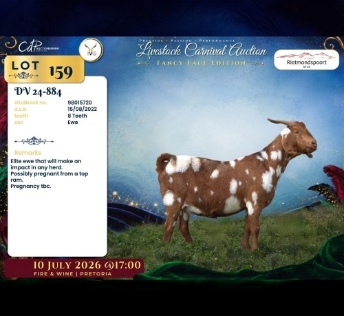 1 X CAPE LOB EAR PREGNANT DOE Rietmondspoort