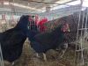 3 X FARM CHICKENS Victor (Per animal to take the lot) - 3