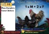 3 X FARM CHICKENS Victor (Per animal to take the lot) - 2