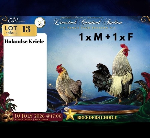 2 X HOLLANDSE KRIELE ROOSTER & HEN (Per animal to take the lot)