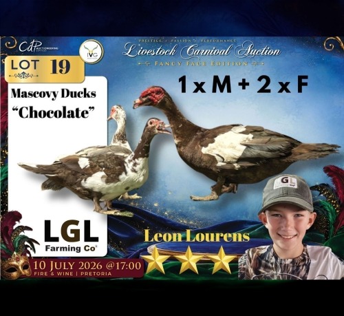 3 X MAKOUE MALE & FEMALE LGL Farming Co (Per animal to take the lot)