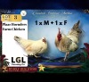 2 X FARM CHICKENS ROOSTER & HEN LGL Farming Co (Per animal to take the lot)