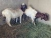 LOT 9 2X OOI/EWE BOERBOK Rhenosterhoek, Kobus van der Walt - 082926 0929 (Per stuk om lot te neem/Per Piece to take the lot) - 2
