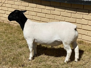 1x DORPER Ram LeRoy Phillips Dorpers Stud