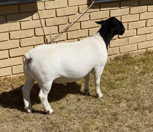 1x DORPER Ram LeRoy Phillips Dorpers Stud