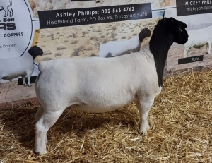 Lot 14 1x DORPER OOI/EWE Mickey Phillips & Son Dorpers TYPE 5