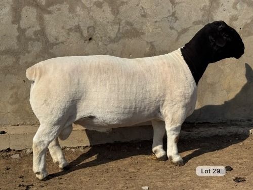 LOT 29 1X DORPER T5 RAM Leroy Phillips Dorpers