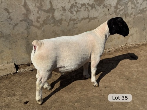 LOT 35 1X DORPER T5 RAM Leroy Phillips Dorpers