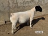LOT 35 1X DORPER T5 RAM Leroy Phillips Dorpers