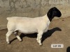 LOT 36 1X DORPER T5 RAM Leroy Phillips Dorpers