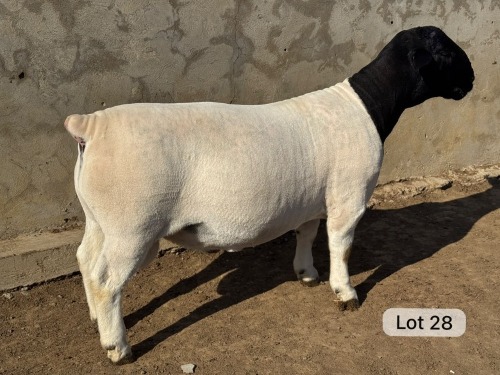 LOT 28 1X DORPER T5 RAM Leroy Phillips Dorpers