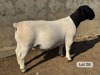 LOT 28 1X DORPER T5 RAM Leroy Phillips Dorpers