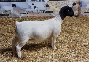 Lot 12 1x DORPER OOI/EWE Mickey Phillips & Son Dorpers TYPE 5