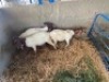 LOT 10 3X OOI/EWE BOERBOK Rhenosterhoek, Kobus van der Walt - 082926 0929 (Per stuk om lot te neem/Per Piece to take the lot)