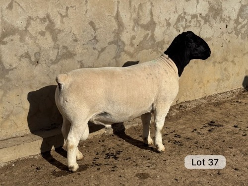 LOT 37 1X DORPER T5 RAM Leroy Phillips Dorpers