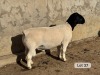LOT 37 1X DORPER T5 RAM Leroy Phillips Dorpers