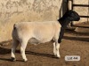LOT 44 1X DORPER T5 RAM Leroy Phillips Dorpers