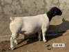 LOT 49 1X DORPER STUD RAM Leroy Phillips Dorpers