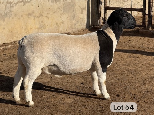 LOT 54 1X DORPER STUD RAM Leroy Phillips Dorpers