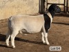 LOT 54 1X DORPER STUD RAM Leroy Phillips Dorpers