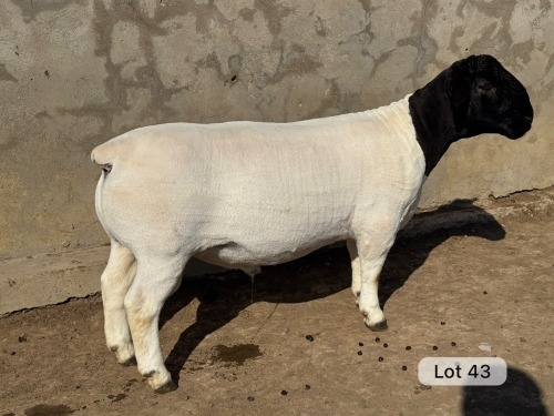 LOT 43 1X DORPER T5 RAM Leroy Phillips Dorpers