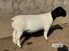 LOT 43 1X DORPER T5 RAM Leroy Phillips Dorpers