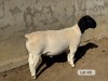 LOT 45 1X DORPER T5 RAM Leroy Phillips Dorpers