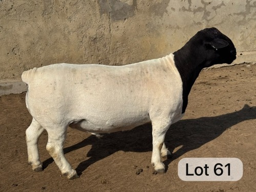 LOT 61 1X DORPER FLOCK RAM Leroy Phillips Dorpers