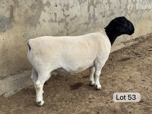 LOT 53 1X DORPER STUD RAM Leroy Phillips Dorpers