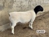 LOT 53 1X DORPER STUD RAM Leroy Phillips Dorpers