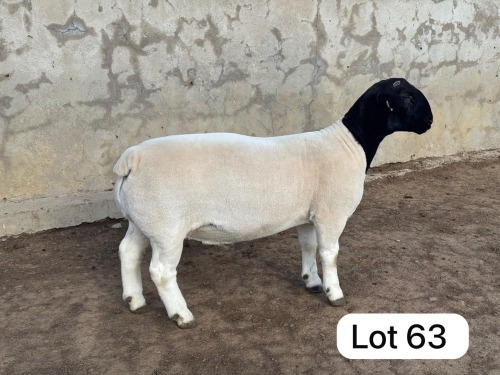 LOT 63 1X DORPER FLOCK RAM Leroy Phillips Dorpers