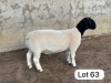 LOT 63 1X DORPER FLOCK RAM Leroy Phillips Dorpers