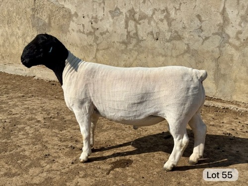 LOT 55 1X DORPER FLOCK RAM Leroy Phillips Dorpers