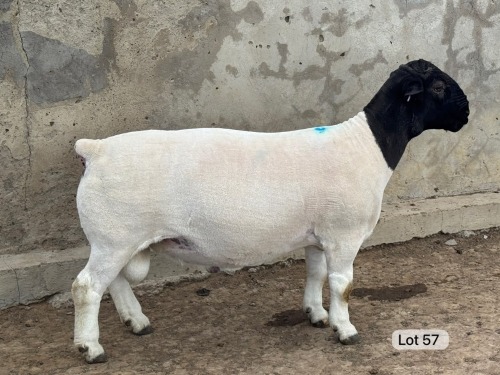 LOT 57 1X DORPER FLOCK RAM Leroy Phillips Dorpers