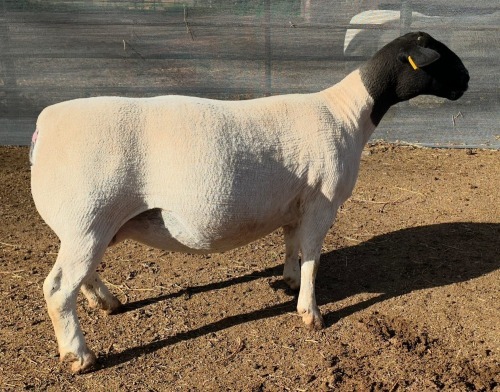 LOT 2 1+1X DORPER T5 EWE Mickey Phillips & Son