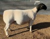 LOT 2 1+1X DORPER T5 EWE Mickey Phillips & Son