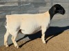 LOT 1 1+1X DORPER T5 EWE Mickey Phillips & Son