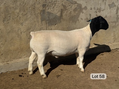 LOT 58 1X DORPER FLOCK RAM Leroy Phillips Dorpers